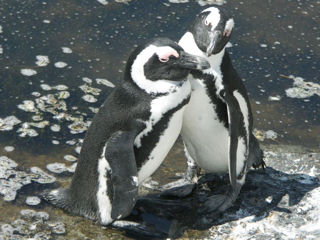 african pinguin